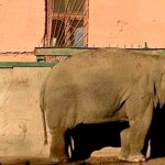 Permalink to 2014 shared services and outsourcing outlook Part I: It’s time for enterprises to stop being really good at irrelevant stuff Are you feeling relephant?