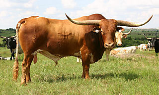 Bull-by-horns